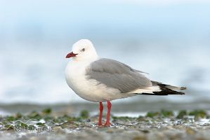 Red-billed gull