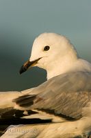 Juvenile red-billed gull
