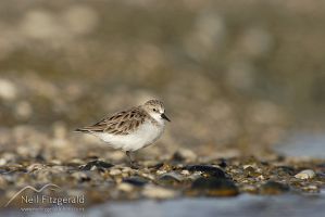Red-necked stint