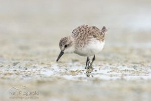 Red-necked stint