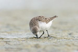 Red-necked stint