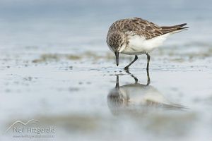 Red-necked stint