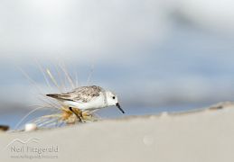 Sanderling