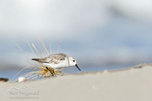 Sanderling