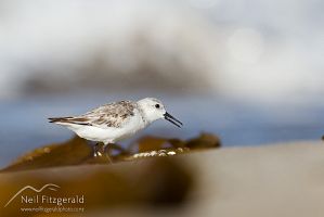 Sanderling