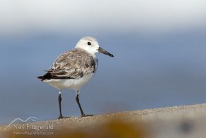 Sanderling