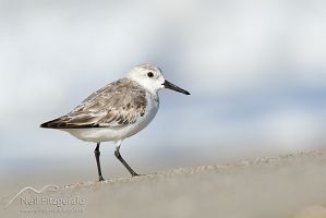 Sanderling