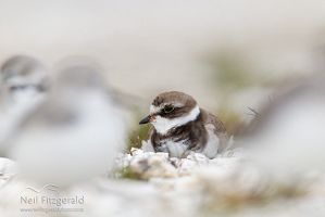 Semipalmated plover