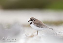 Semipalmated plover