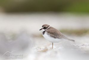Semipalmated plover
