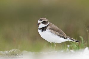 Semipalmated plover
