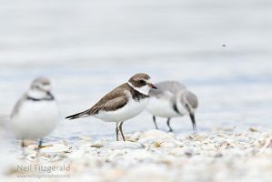 Semipalmated plover