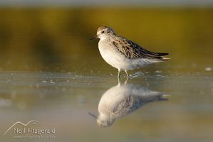 Sharp-tailed sandpiper