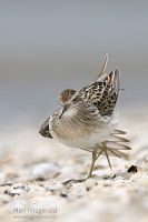 Sharp-tailed sandpiper
