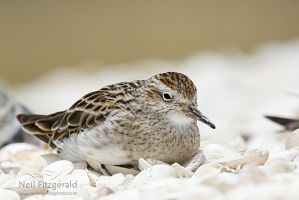 Sharp-tailed sandpiper