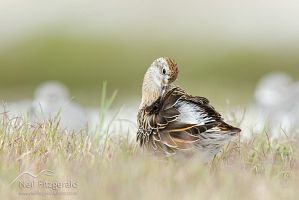 Sharp-tailed sandpiper