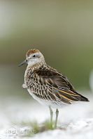Sharp-tailed sandpiper