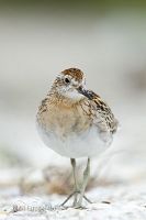 Sharp-tailed sandpiper