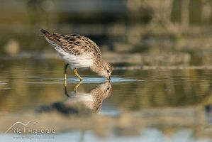 Sharp-tailed sandpiper