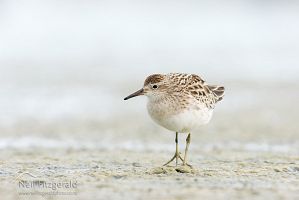 Sharp-tailed sandpiper