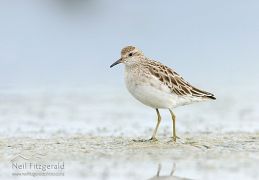 Sharp-tailed sandpiper