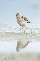 Sharp-tailed sandpiper
