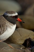 Shore plover