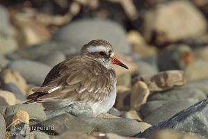 Shore plover