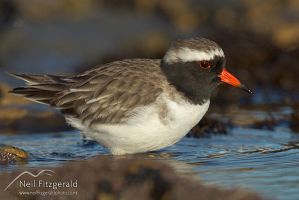 Shore plover