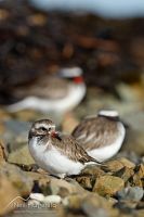 Shore plovers