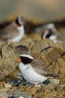 Shore plover