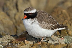 Shore plover