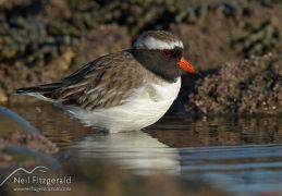 Shore plover