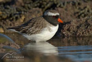 Shore plover