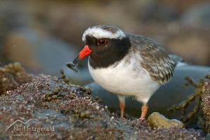 Shore plover