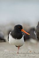 South Island pied oystercatcher