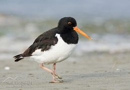 South Island pied oystercatcher