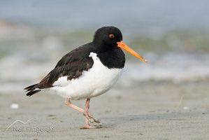 South Island pied oystercatcher