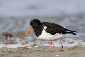 South Island pied oystercatcher