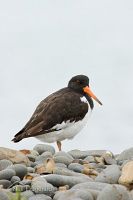South Island pied oystercatcher