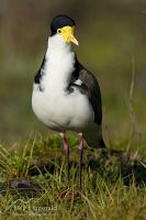 Spur-winged plover