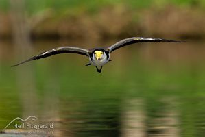 Spur-winged plover
