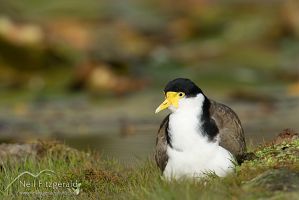 Spur-winged plover