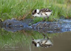 Spur-winged plover