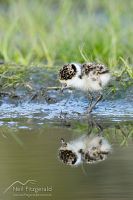 Spur-winged plover