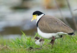 Spur-winged plover