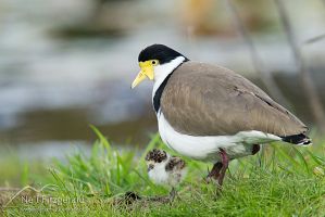 Spur-winged plover