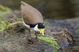 Spur-winged plover