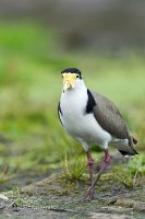 Spur-winged plover