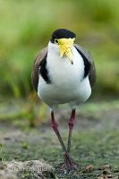 Spur-winged plover